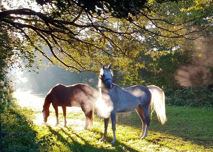 Sunshine Westernranch Daire *